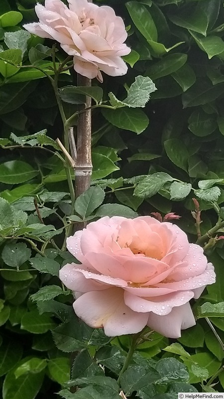 'Clair Renaissance ™' rose photo