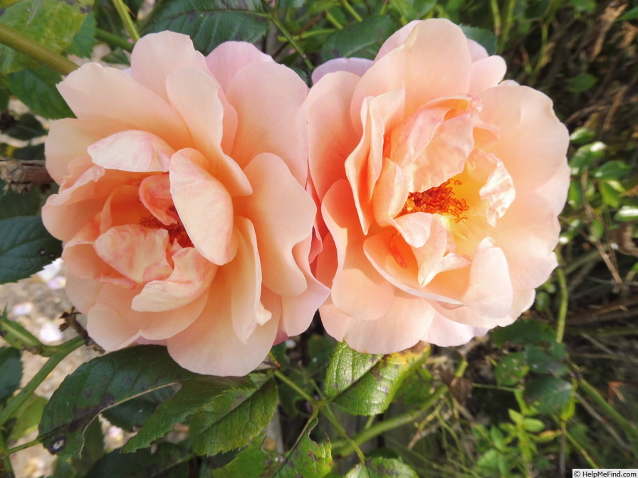 'Calapuno' rose photo
