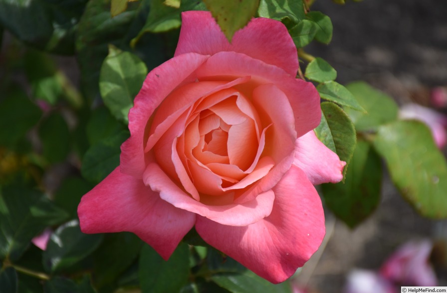 'Lovely Lady (hybrid tea, Dickson before 1981)' rose photo