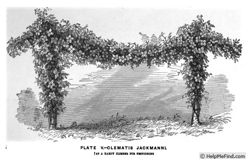 'C. jackmanii' clematis photo