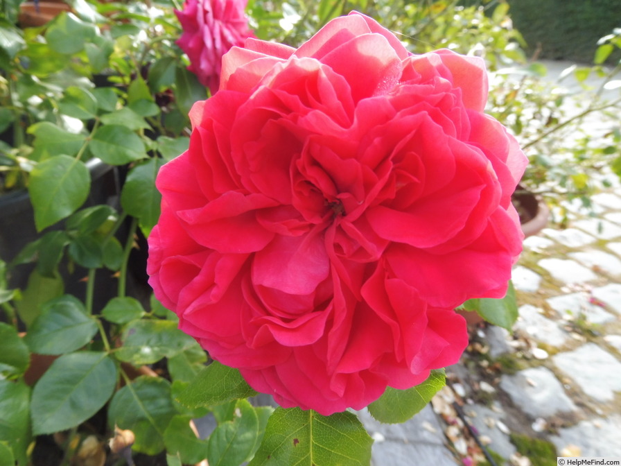 'Red Leonardo da Vinci' rose photo