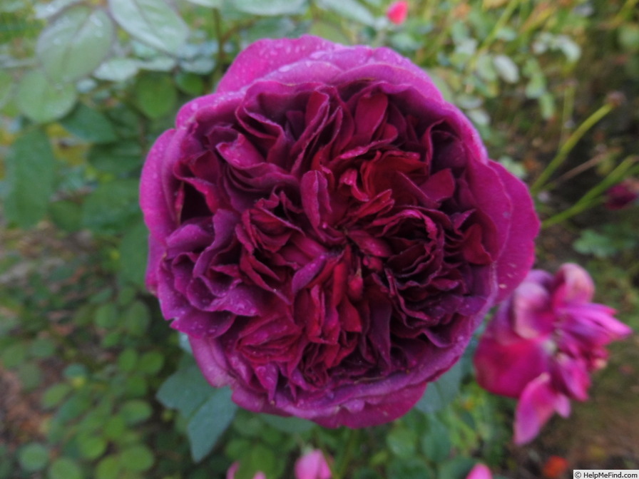 'William Shakespeare 2000 ™ (shrub, Austin 1994)' rose photo
