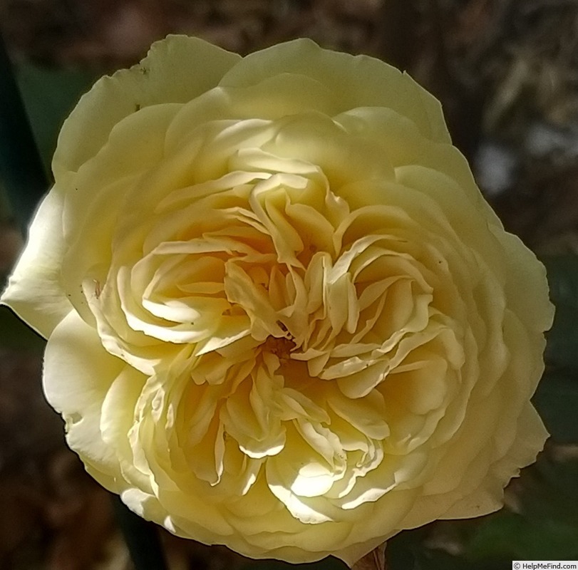 'Crown Princess Margareta ®' rose photo