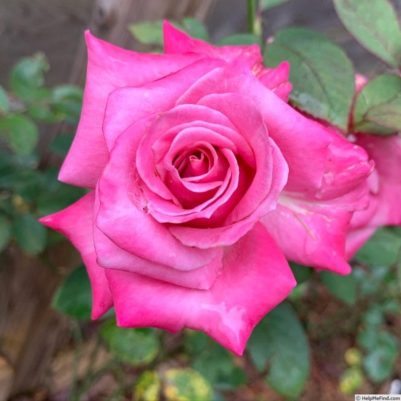 'Liz's Charm' rose photo