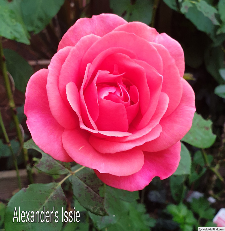 'Alexander's Issie' rose photo