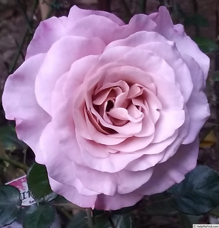 'Blue Girl® (hybrid tea, Sauvageot/NIRP, 2008)' rose photo