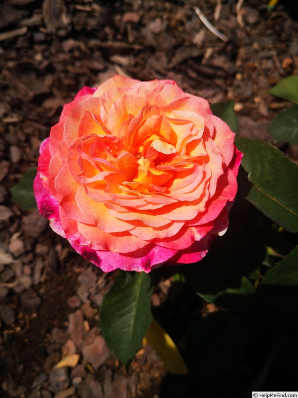 'Le Rosier de la Mémoire ®' rose photo