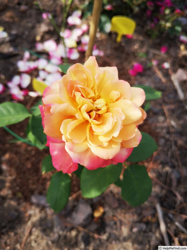 'Brownie (floribunda, Boerner 1958)' rose photo