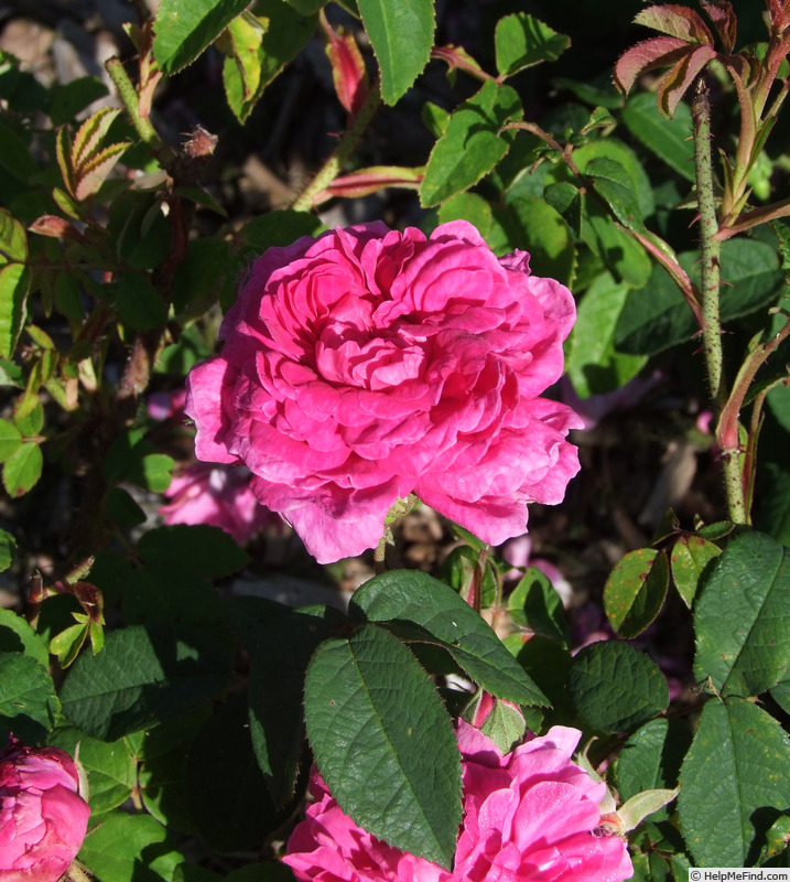 'Adrien Hamar' rose photo