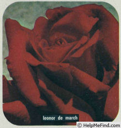'Léonor de March' rose photo