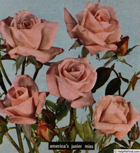 'America's Junior Miss (floribunda, Boerner, 1964)' rose photo