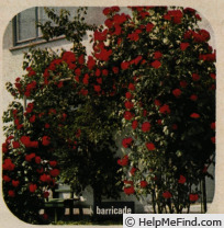 'Barricade' rose photo