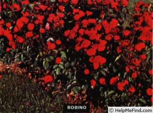 'Bobino (floribunda, Dorieux, 1966)' rose photo