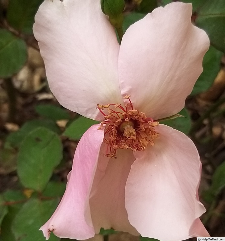 'Dainty Bess' rose photo