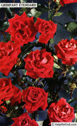 'Grimpant Étendard' rose photo