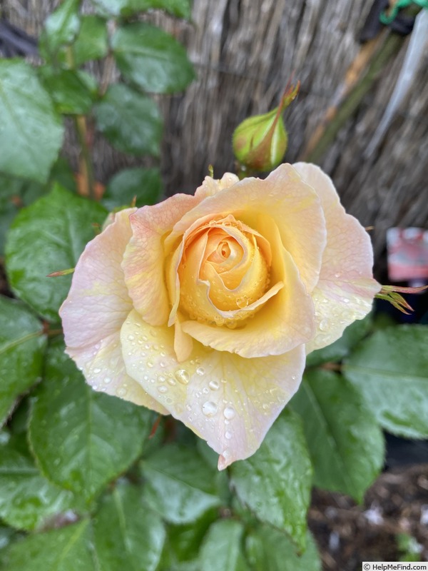 'Flirtatious ™' rose photo