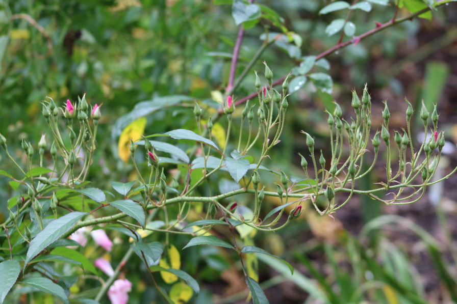 'Lyda Rose' rose photo