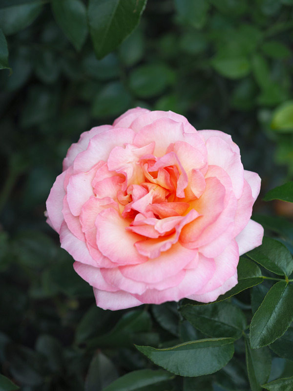 'Rosa del Camino de Santiago ®' rose photo
