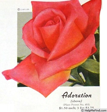 'Adoration' rose photo
