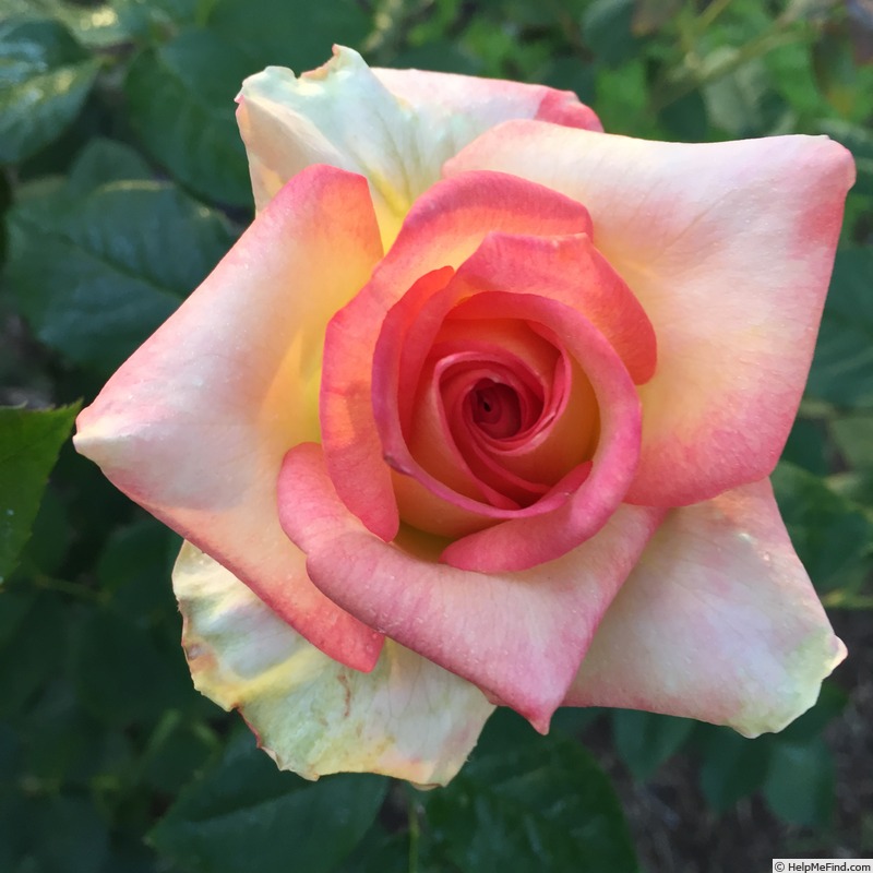 'Sunny Sundays' rose photo
