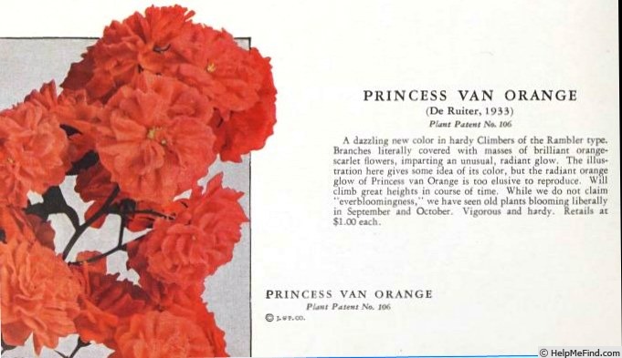 'Princess van Orange (climbing polyantha, de Ruiter 1933)' rose photo