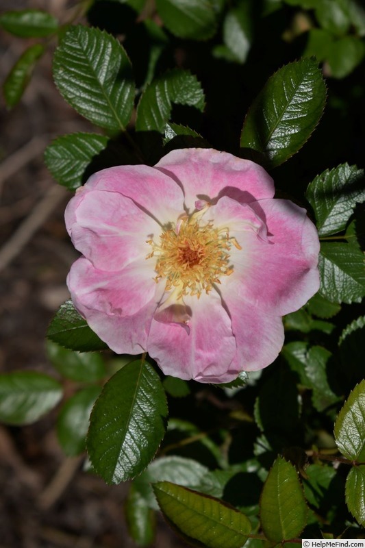 'Emma de Périgueux' rose photo