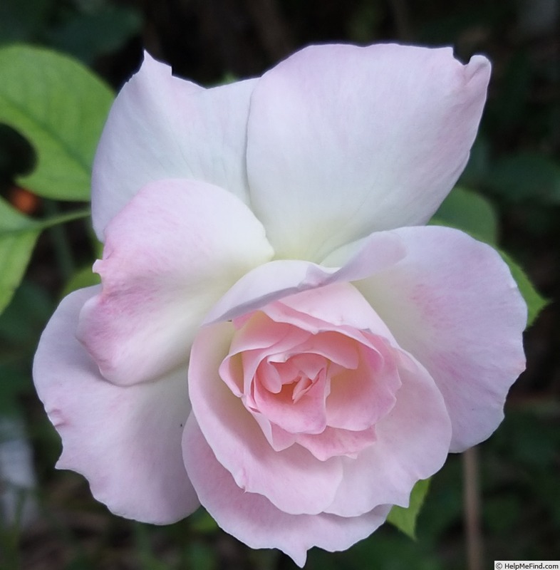 'Charles Aznavour ®' rose photo