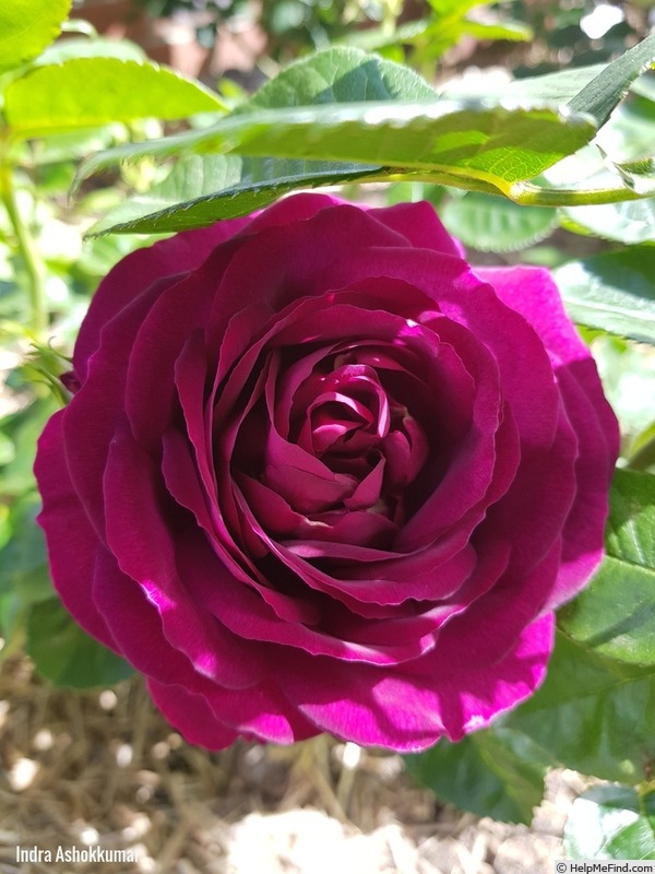 'Twilight Zone (grandiflora, Carruth 2011)' rose photo