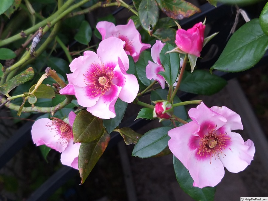 'Peace and Love ® (hybrid hulthemia, Warner, 2006)' rose photo