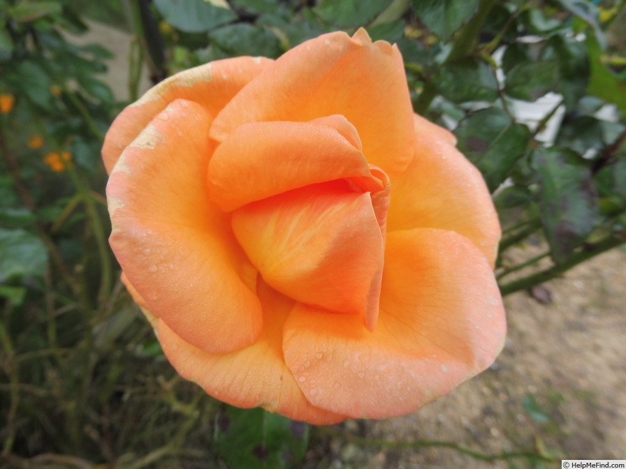 'Mama Mia! (hybrid tea, Fryer, 2006)' rose photo