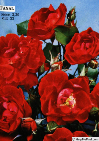 'Fanal' rose photo