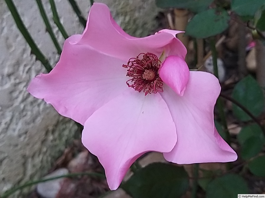 'Dainty Bess' rose photo