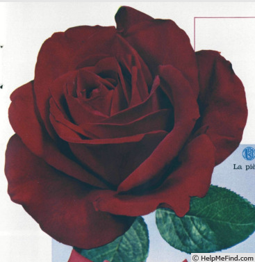 'Pharaon (hybrid tea, Meilland, 1967)' rose photo