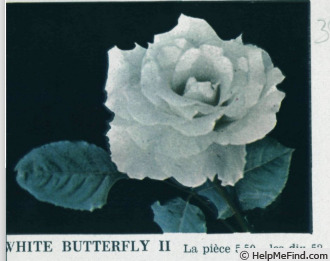 'White Butterfly II' rose photo