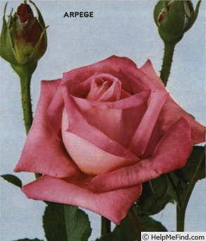 'Arpège (hybrid tea, Boerner, 1962)' rose photo