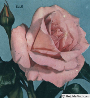 'Elle (hybrid tea, Boerner 1961)' rose photo
