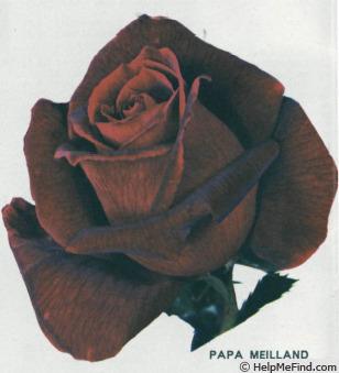 'Papa Meilland ® (Hybrid Tea, Meilland, 1963)' rose photo