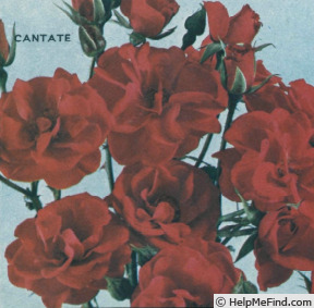 'Cantate (floribunda, van der Water, 1959)' rose, click to enlarge 'Cantate (floribunda, van der Water, 1959)' rose photo