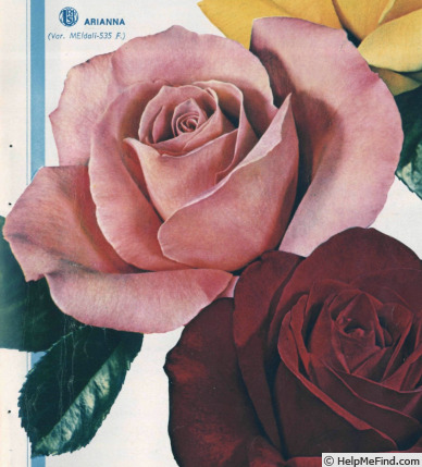 'Arianna ® (hybrid tea, Meilland, 1965)' rose photo