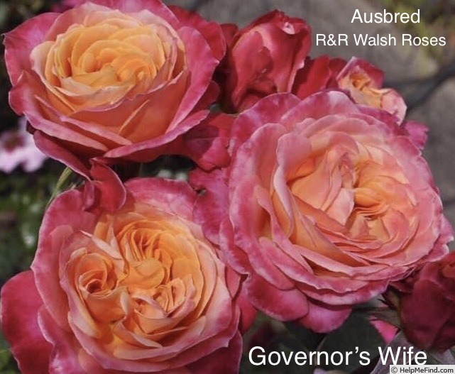 'The Governor's Wife' rose photo