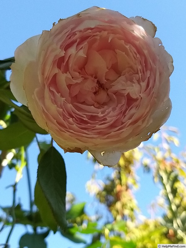 'The Mill On The Floss' rose photo