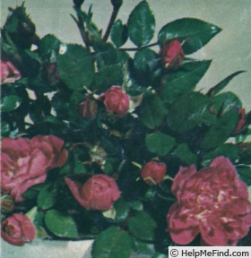 'Peon' rose photo