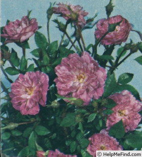 'Midget' rose photo