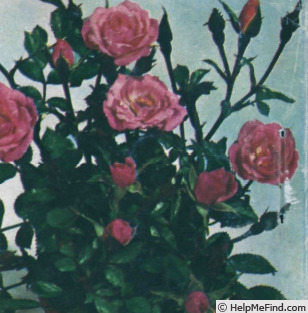 'Maid Marion (miniature, deVink, 1951)' rose photo