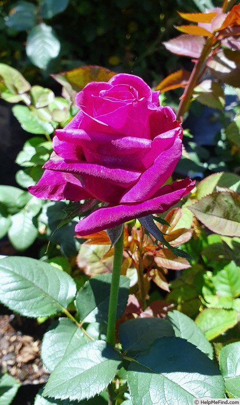 'Majestic Burgundy' rose photo