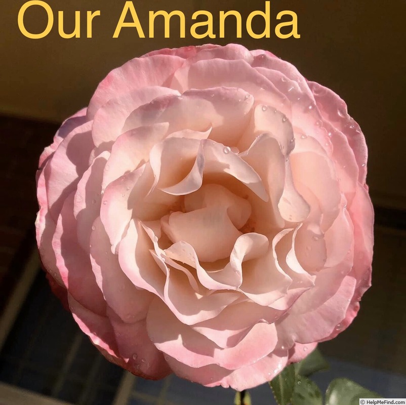 'Our Amanda' rose photo