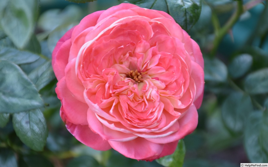 'Renmark's Rose' rose photo
