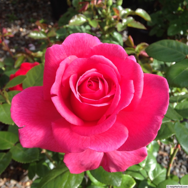 'JALglobe' rose photo