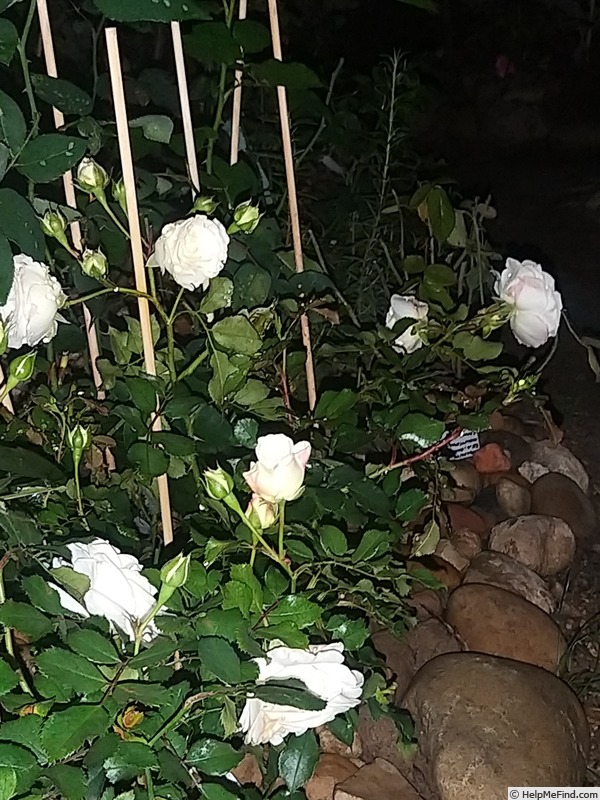 'Schneeküsschen ® (miniature, Kordes 2005/16)' rose photo