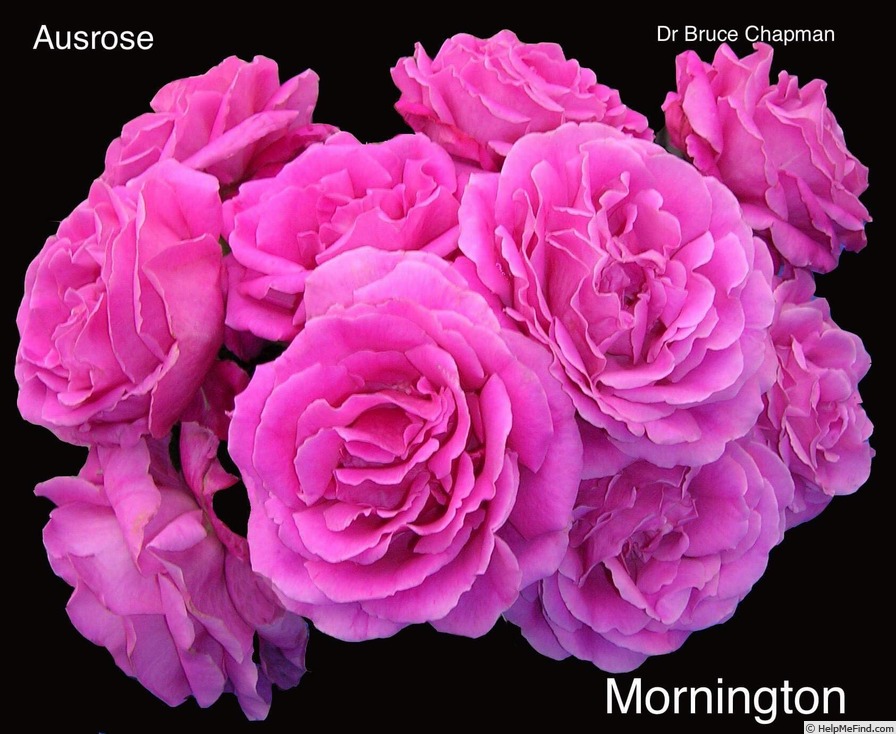 'Mornington Rose' rose photo